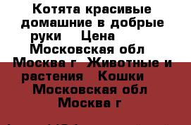 Котята красивые домашние в добрые руки. › Цена ­ 500 - Московская обл., Москва г. Животные и растения » Кошки   . Московская обл.,Москва г.